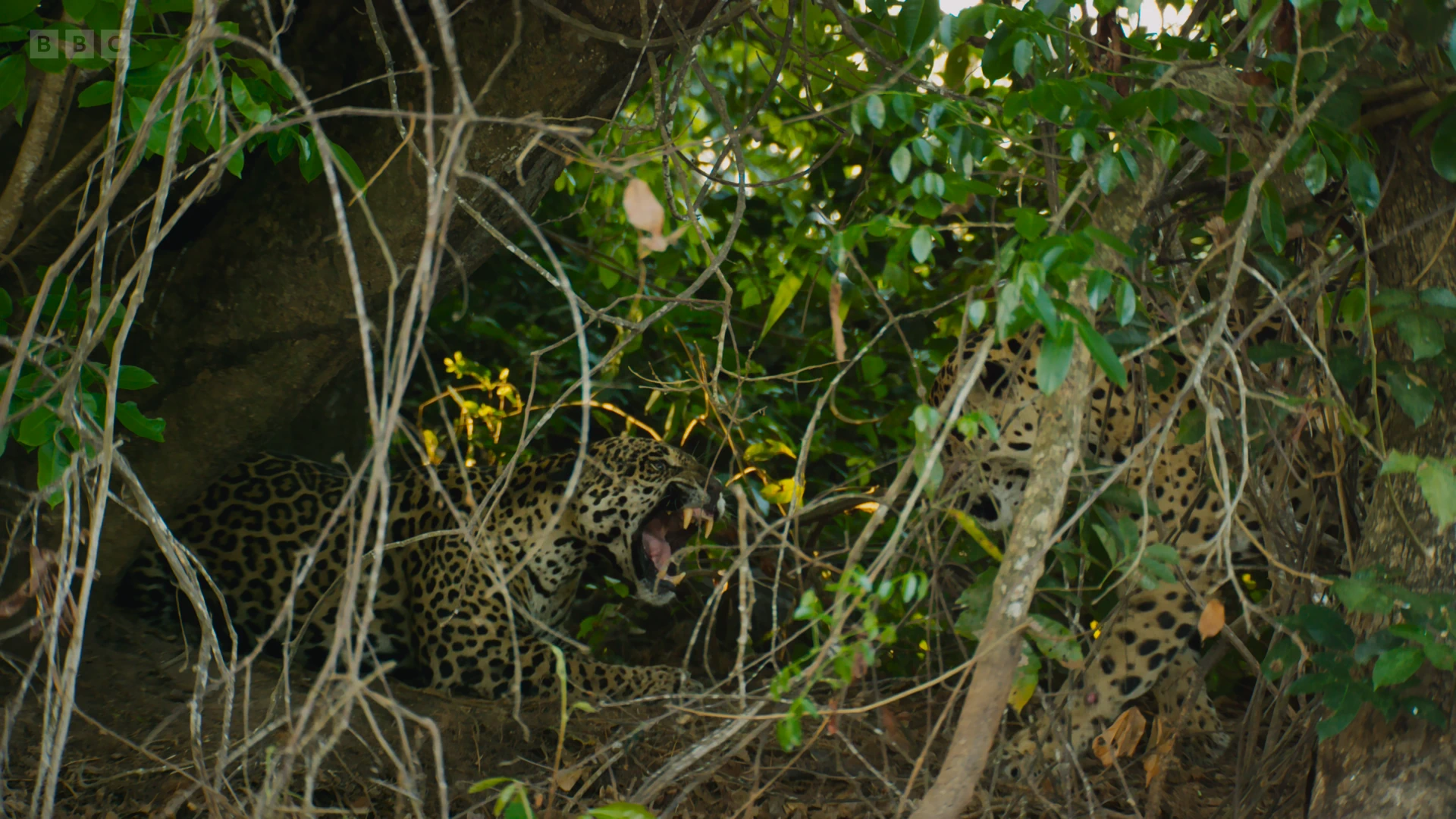 Jaguar (Panthera onca) as shown in Planet Earth II - Jungles